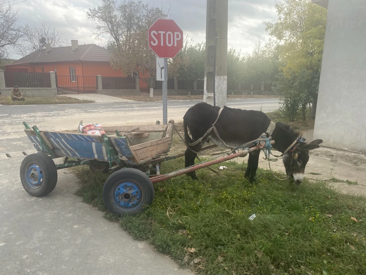 A donkey harnessed to a wooden cart beside a Romanian village road